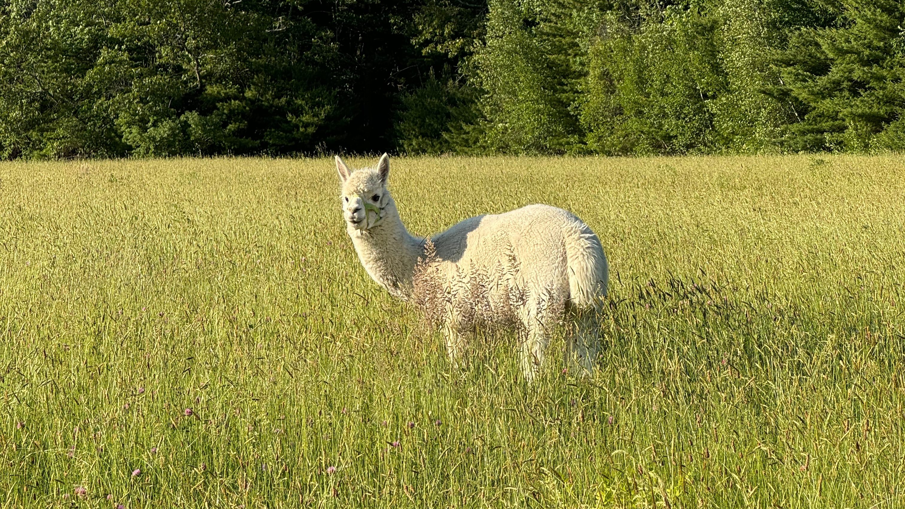 A white alpaca standing in a lush green field with tall grass and trees in the background.